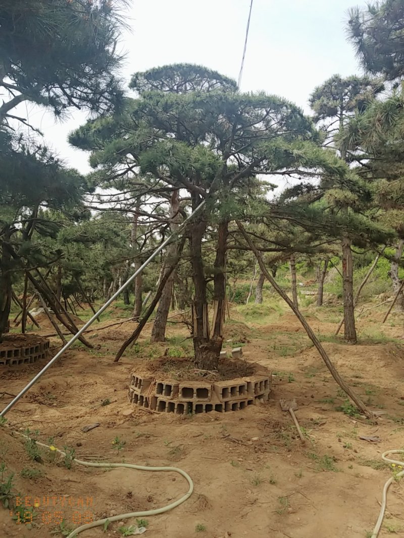 造型油松低价造型松