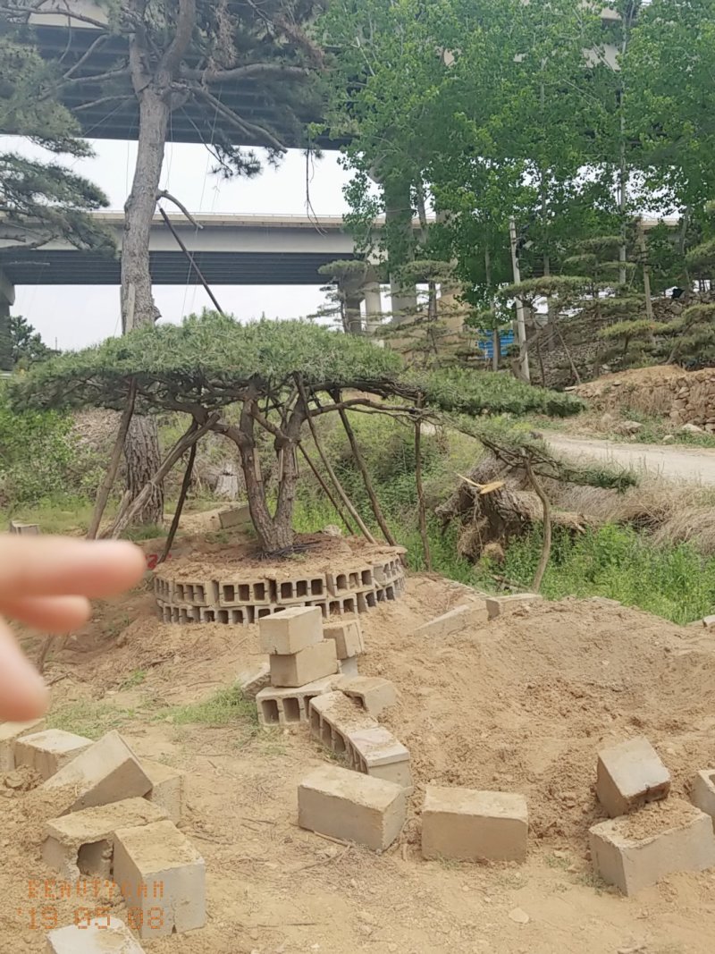 造型油松低价造型松