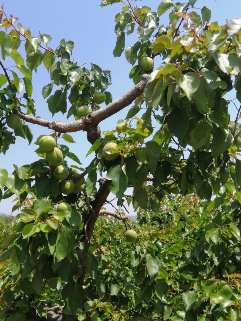 陆地金太阳杏大量上市