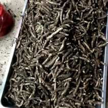 虫草