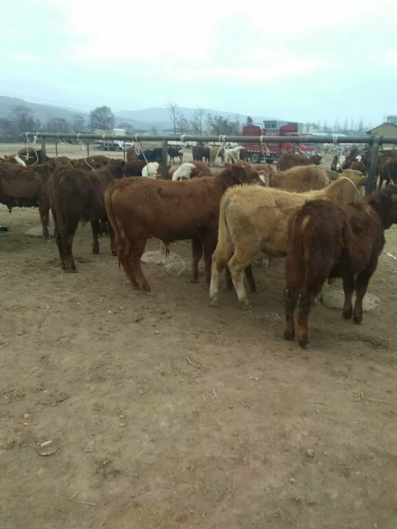 纯正牛犊出肉率高品种适合全国饲养量多优惠诚信经营
