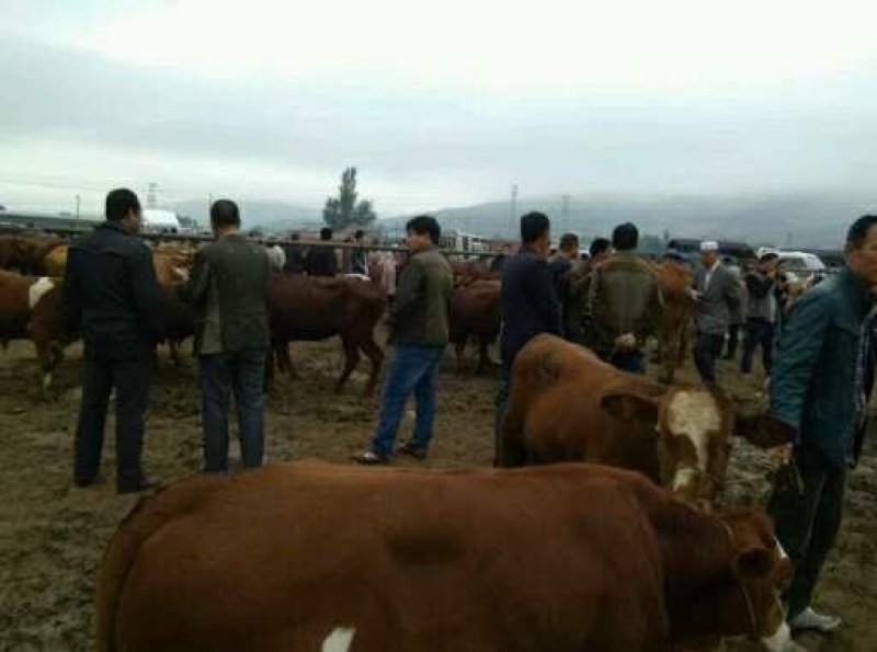 纯正牛犊出肉率高品种适合全国饲养量多优惠诚信经营