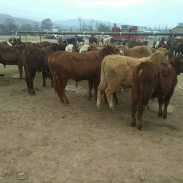 甘肃肉牛苗肉牛犊牛崽儿小牛犊常年供应品种纯正