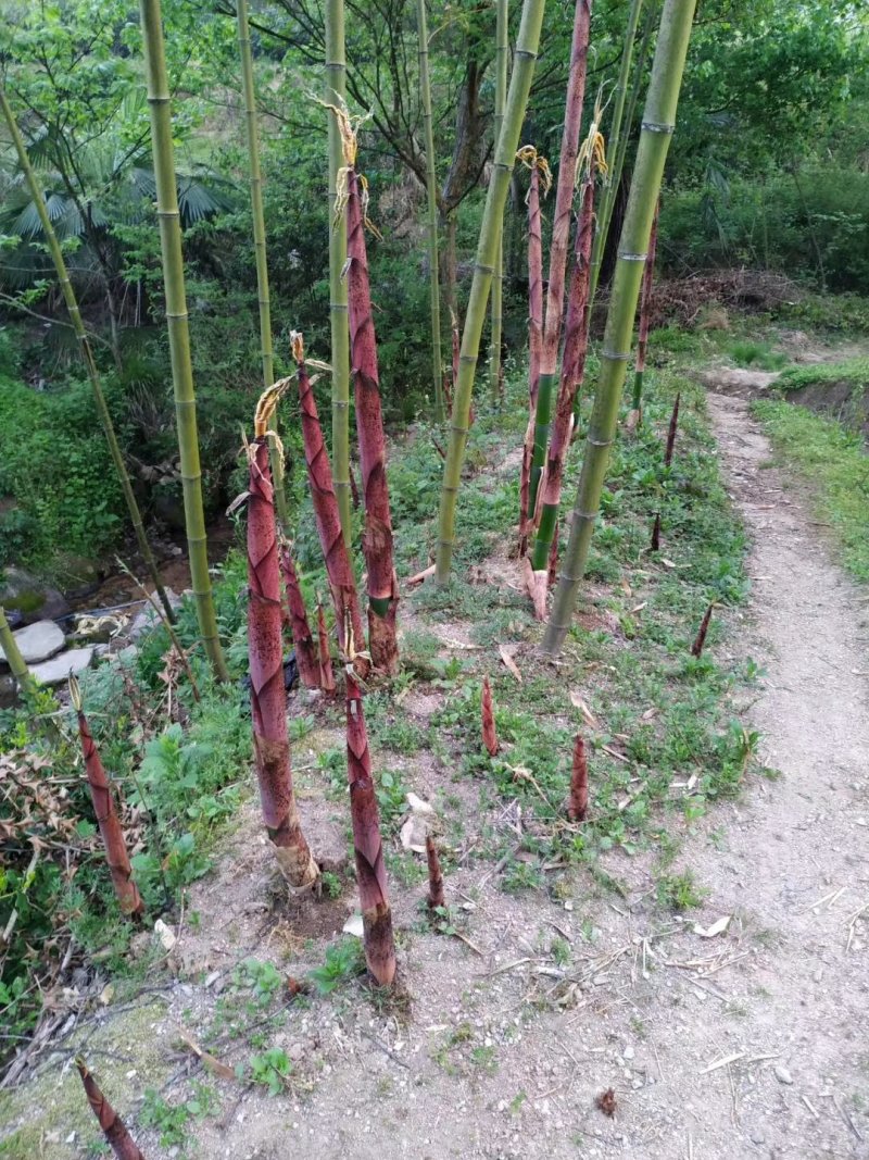 扁尖笋丝小笋规格定制无老根无损耗产地厂家直销没中间商差价