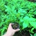 基地直供九叶青花椒杯苗袋装花椒苗品种纯正量大从优