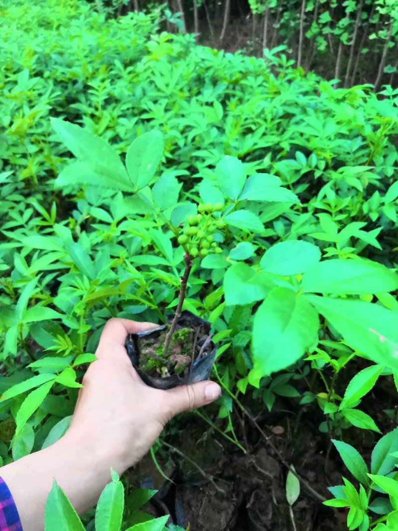 基地直供九叶青花椒杯苗袋装花椒苗品种纯正量大从优