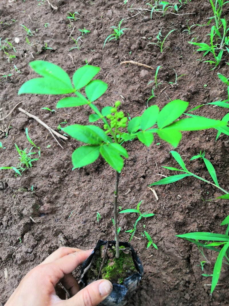 基地直供九叶青花椒杯苗袋装花椒苗品种纯正量大从优