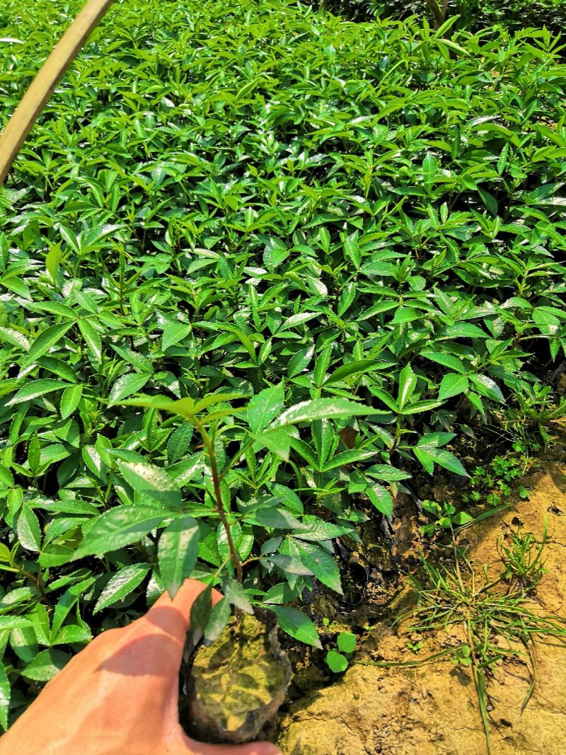 基地直供九叶青花椒杯苗袋装花椒苗品种纯正量大从优