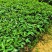 基地直供九叶青花椒杯苗袋装花椒苗品种纯正量大从优