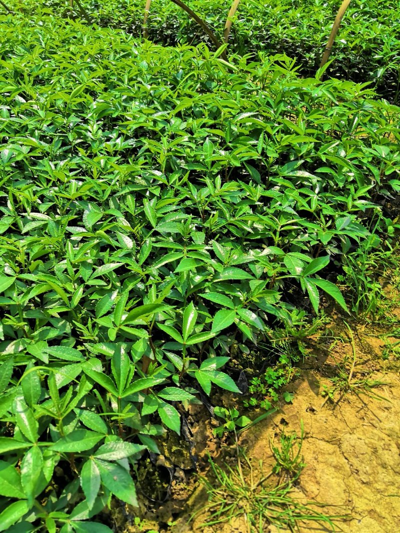 基地直供九叶青花椒杯苗袋装花椒苗品种纯正量大从优