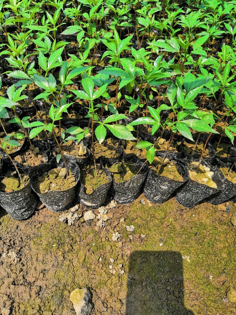 基地直供九叶青花椒杯苗袋装花椒苗品种纯正量大从优