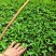 基地直供九叶青花椒杯苗袋装花椒苗品种纯正量大从优