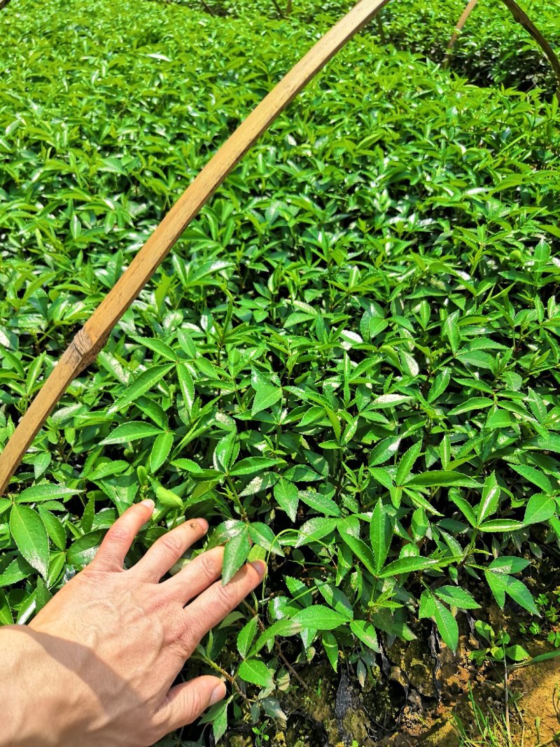 基地直供九叶青花椒杯苗袋装花椒苗品种纯正量大从优