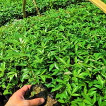 基地直供九叶青花椒杯苗袋装花椒苗品种纯正量大从优