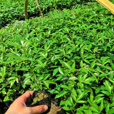 基地直供九叶青花椒杯苗袋装花椒苗品种纯正量大从优
