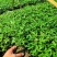 基地直供九叶青花椒杯苗袋装花椒苗品种纯正量大从优