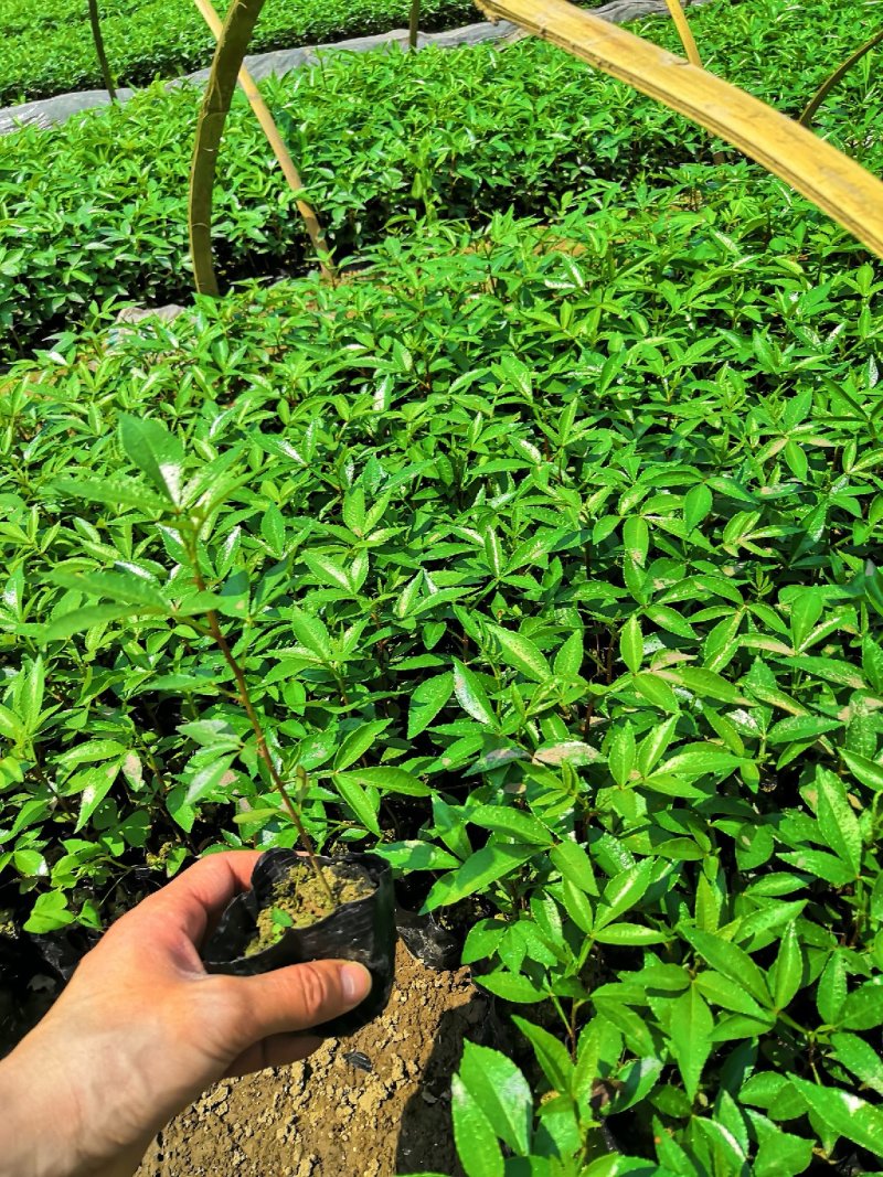 基地直供九叶青花椒杯苗袋装花椒苗品种纯正量大从优