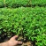 基地直供九叶青花椒杯苗袋装花椒苗品种纯正量大从优