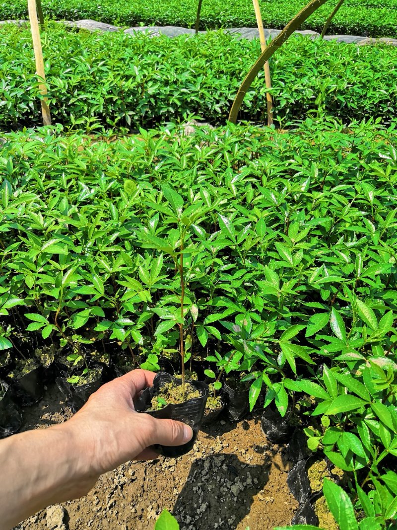 基地直供九叶青花椒杯苗袋装花椒苗品种纯正量大从优