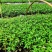 基地直供九叶青花椒杯苗袋装花椒苗品种纯正量大从优
