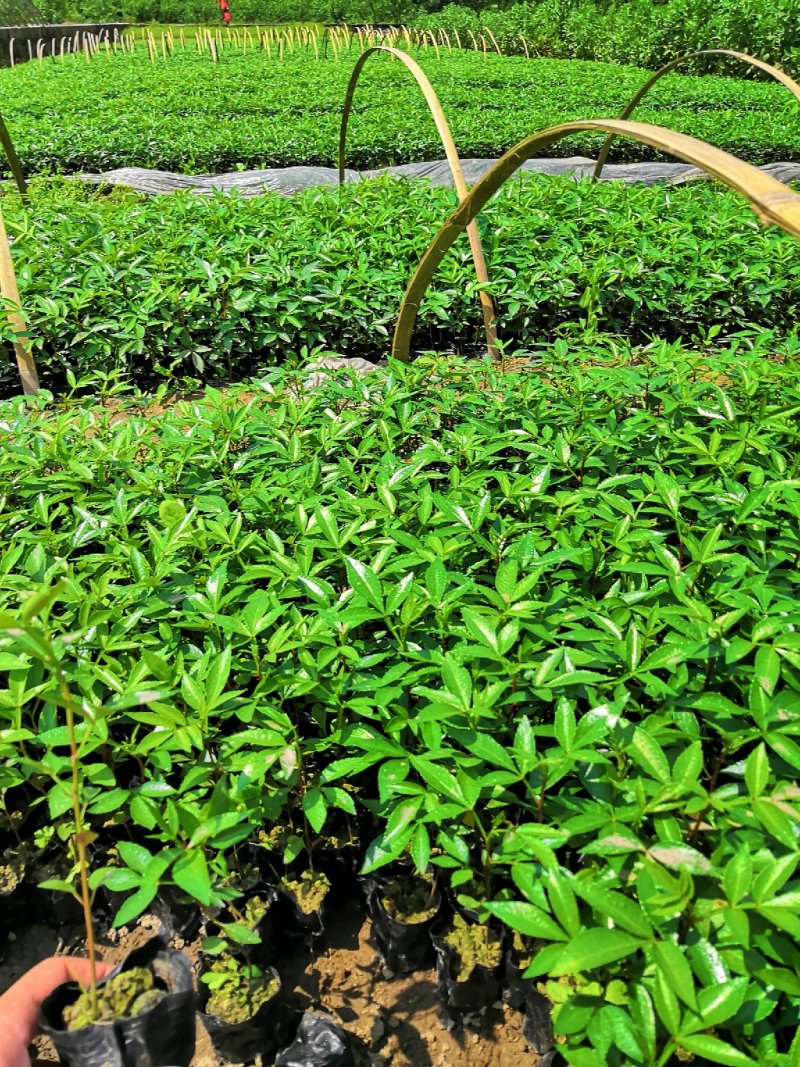 基地直供九叶青花椒杯苗袋装花椒苗品种纯正量大从优