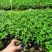 基地直供九叶青花椒杯苗袋装花椒苗品种纯正量大从优