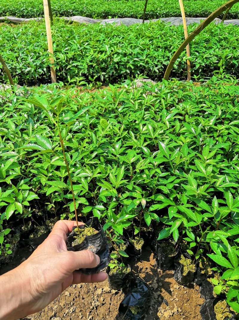 基地直供九叶青花椒杯苗袋装花椒苗品种纯正量大从优