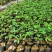 基地直供九叶青花椒杯苗袋装花椒苗品种纯正量大从优