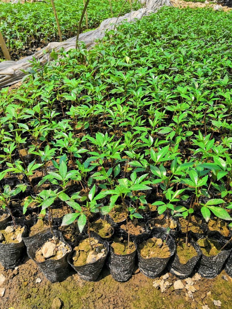 基地直供九叶青花椒杯苗袋装花椒苗品种纯正量大从优