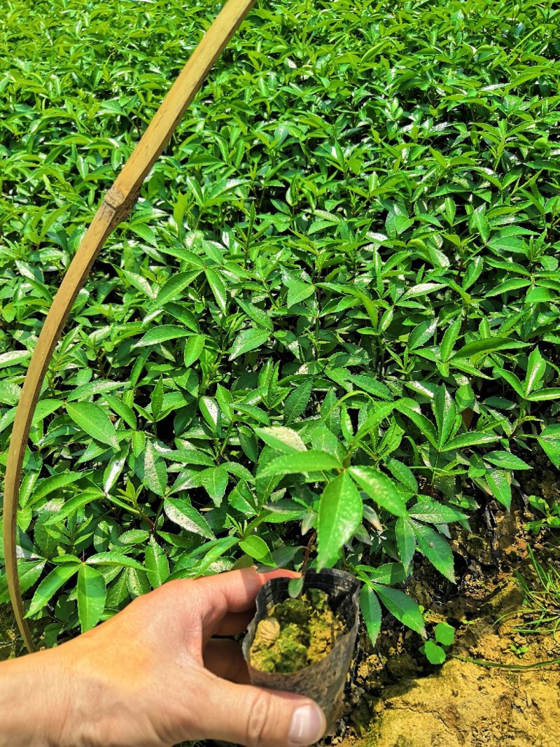 基地直供九叶青花椒杯苗袋装花椒苗品种纯正量大从优
