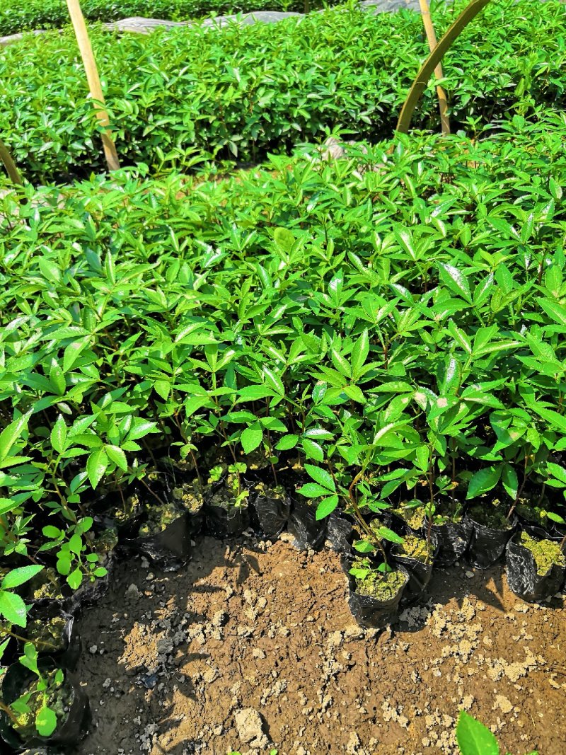 基地直供九叶青花椒杯苗袋装花椒苗品种纯正量大从优