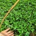 基地直供九叶青花椒杯苗袋装花椒苗品种纯正量大从优