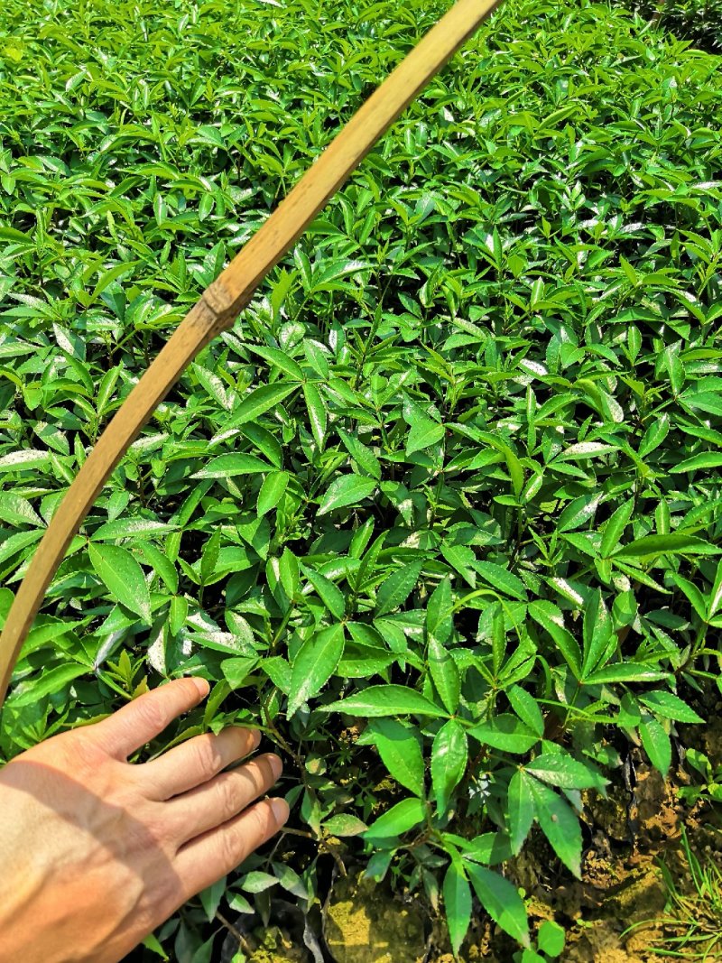 基地直供九叶青花椒杯苗袋装花椒苗品种纯正量大从优