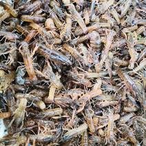 澳洲龙虾苗龙虾苗1-4公分产地直供