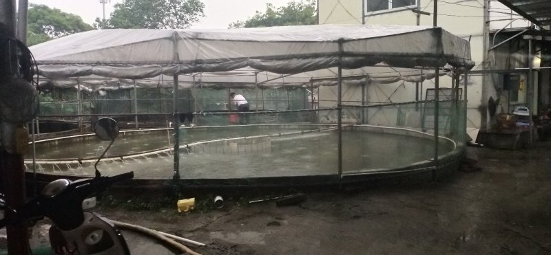 澳洲龙虾苗龙虾苗1-4公分产地直供