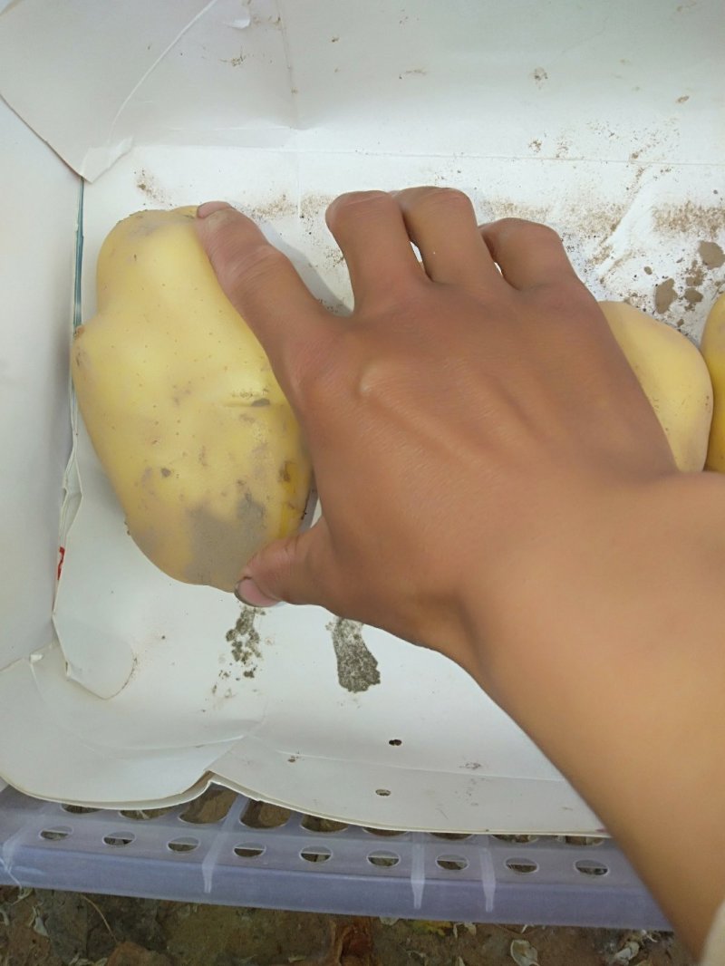 大棚土豆上市了