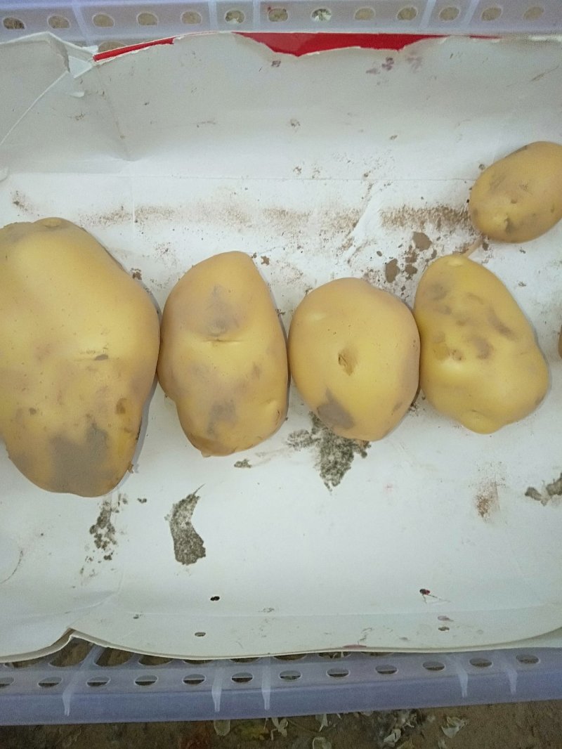 大棚土豆上市了