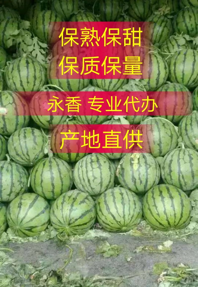 《山东京欣西瓜》《潍坊市京欣西瓜》皮毛光亮，熟度好