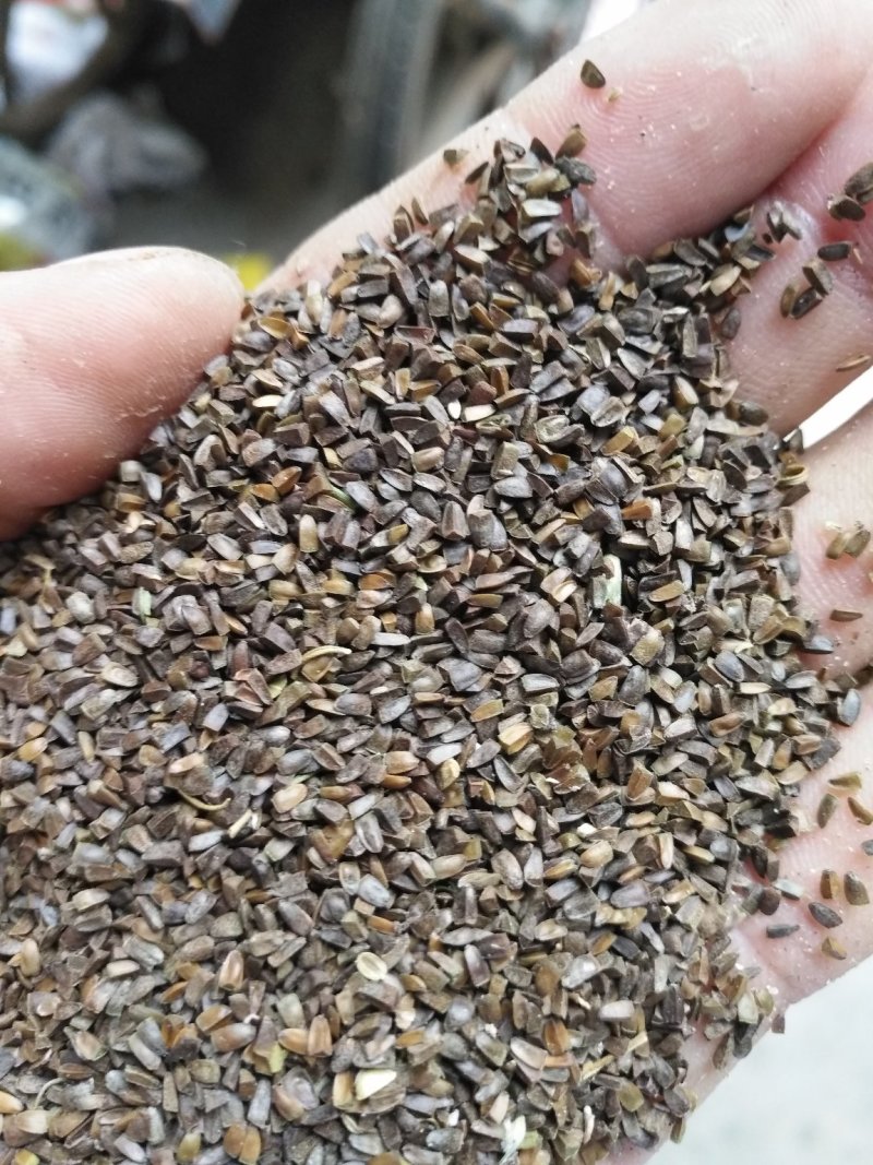益母草籽，充蔚孑，无土，无杂，质量好，