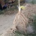 芦笋苗芦笋根现发现挖保成活率