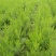 芦笋苗芦笋根现发现挖保成活率