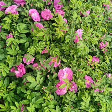 四季玫瑰