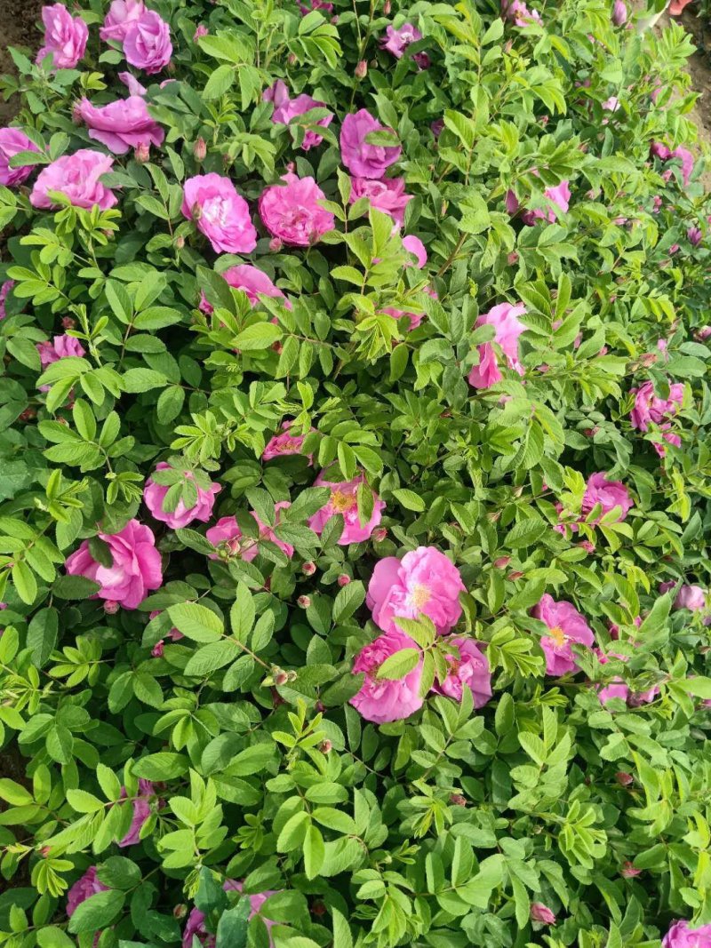四季玫瑰