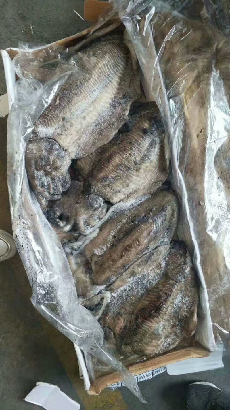 墨鱼，原汁货，大小规格，大小规格齐全，欢迎询价联系