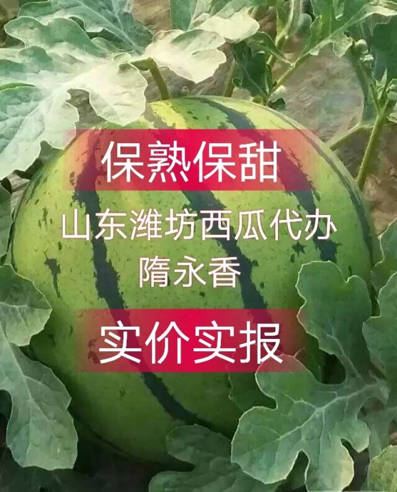 《山东京欣西瓜》《潍坊市京欣西瓜》皮毛光亮，熟度好