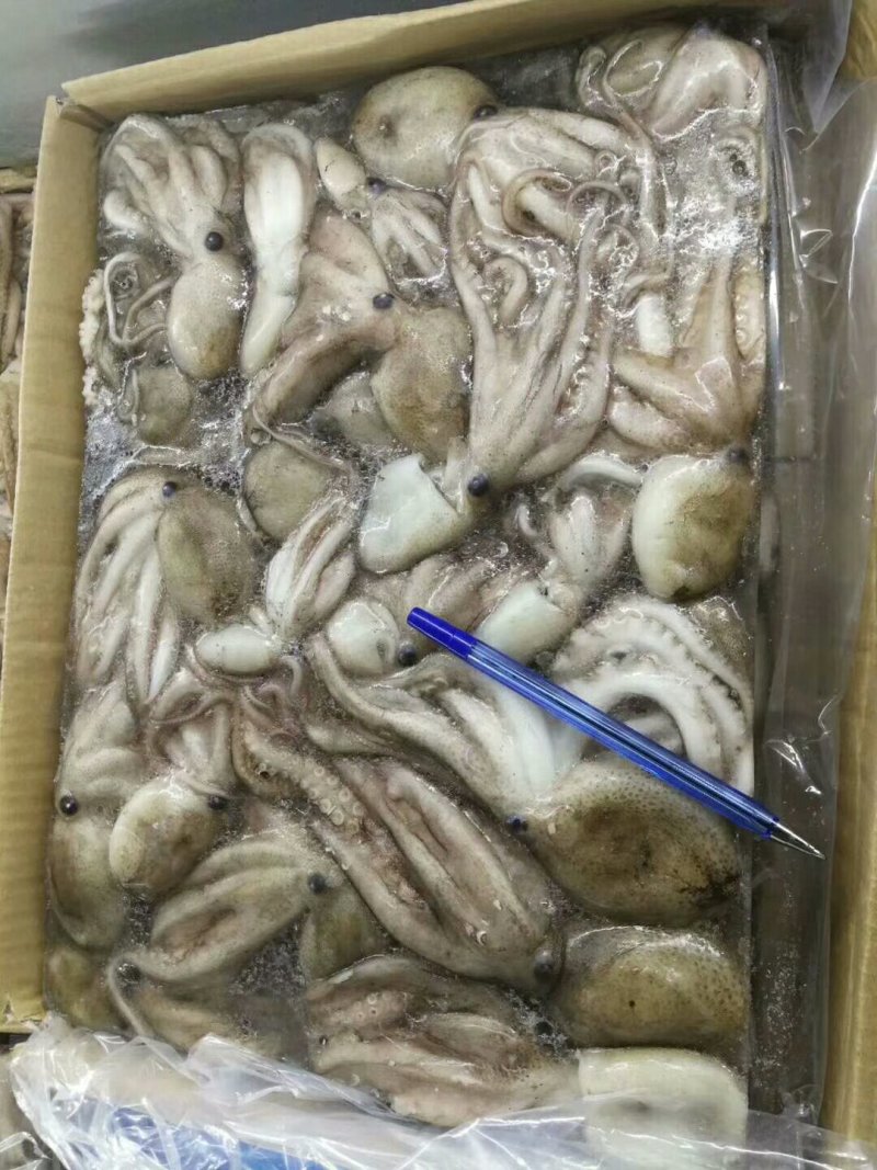 原汁八爪鱼，一箱两板，保质保量，全国各地发货