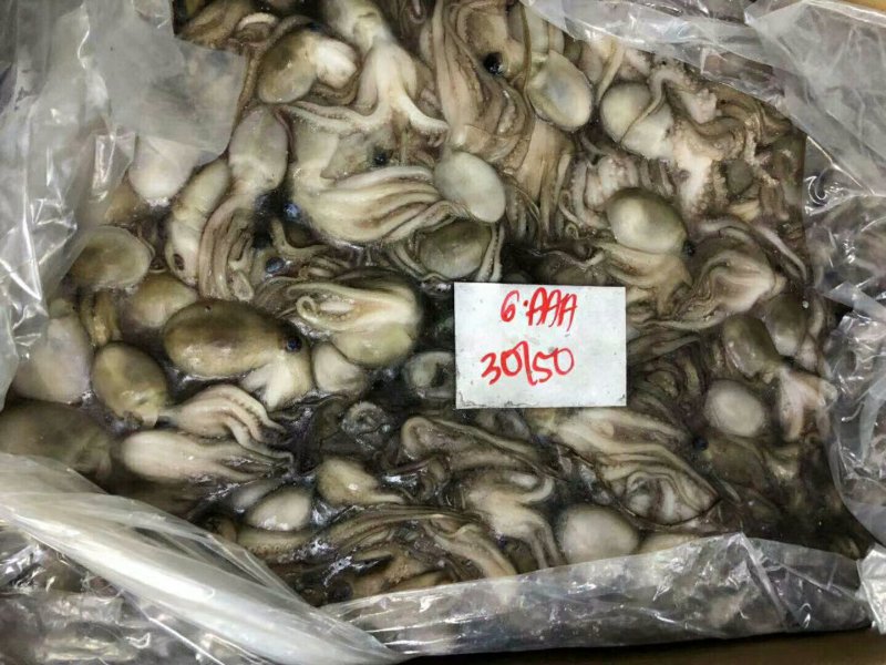 原汁八爪鱼，一箱两板，保质保量，全国各地发货