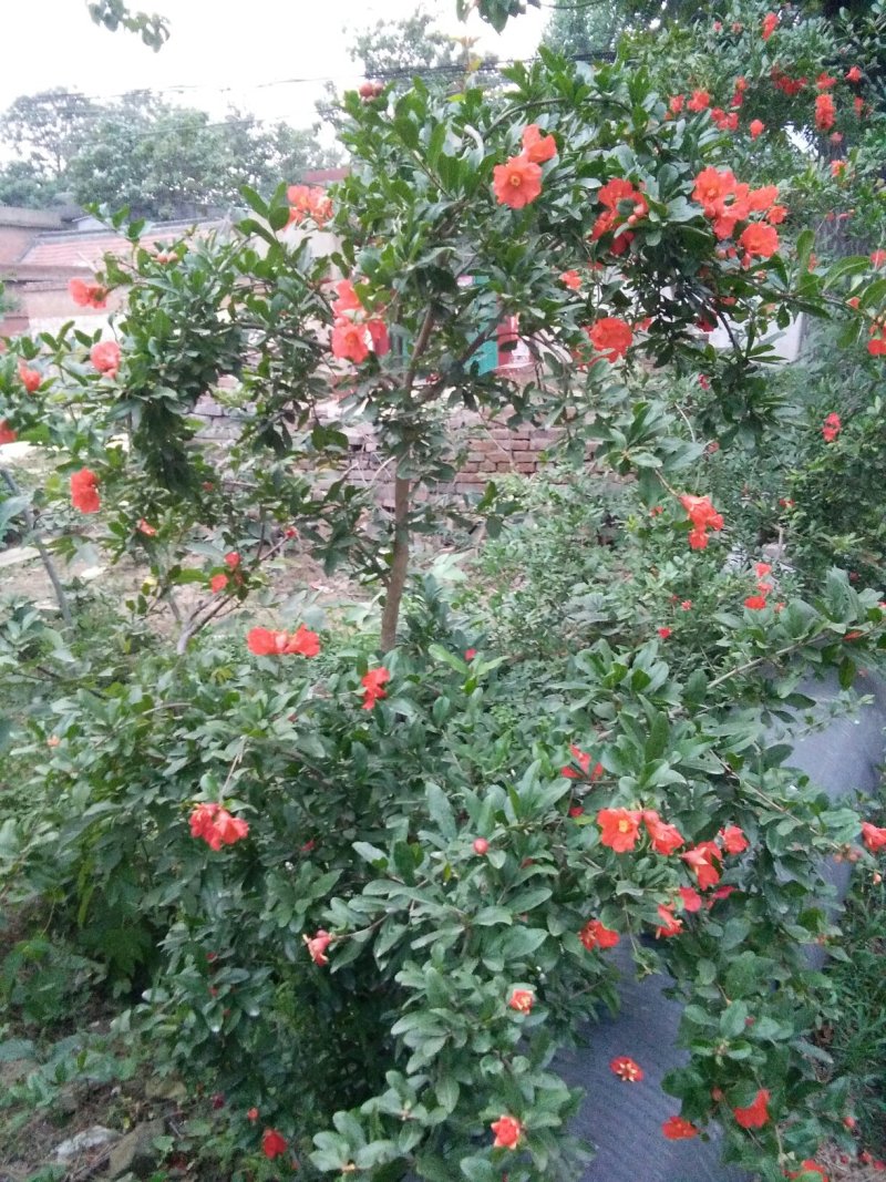 石榴苗