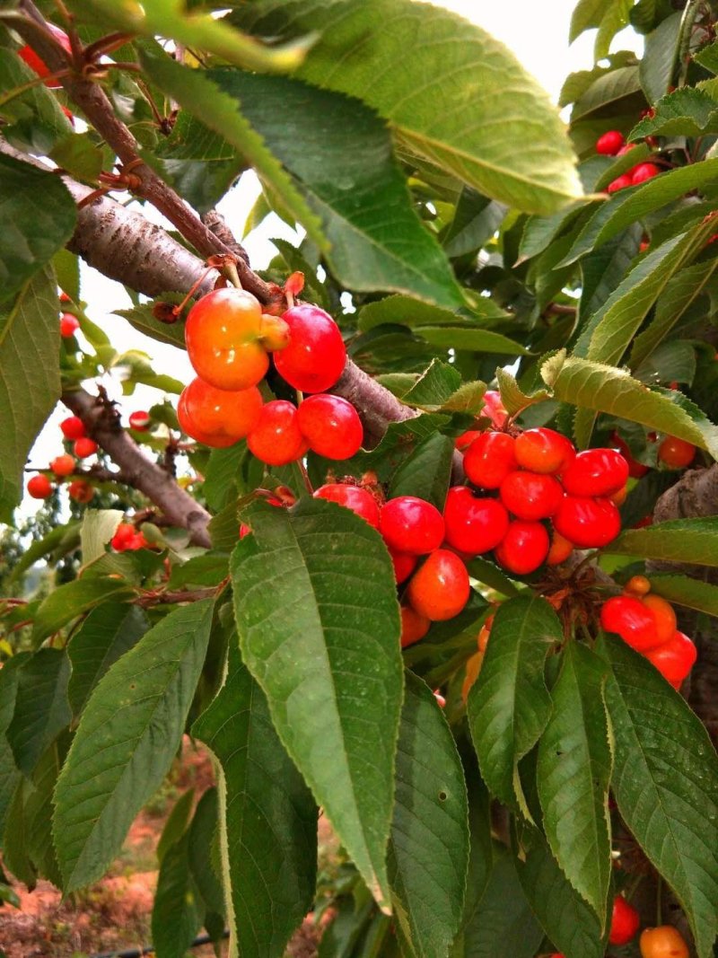 大樱桃
