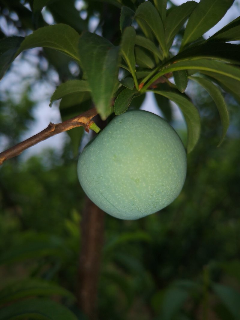 李子
